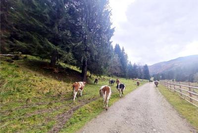 Teren intravilan panoramic 4.600mp,view iconic Piatra Craiul - 16