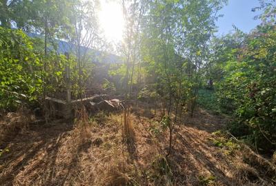 Cornetu stradal, vanzare teren intravilan 1.600mp Cornetu stradal, vanzare teren intravilan 1.600mp - 12