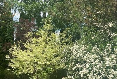 Vila de vis cu parc privat  — Panoramă Unică Spre Crucea Caraiman, - 21