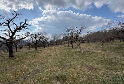 Spațiu comercial, în Malu cu Flori - 8