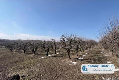 Teren de 675000 mp, în Marghita - 4