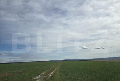 Tern extravilan 24,3504 ha, Ardud - 2