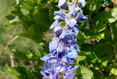 Teren de 16500 mp, în Tomești - 3