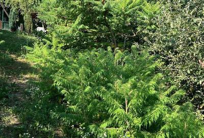 Spațiu comercial, în Păușești - 16