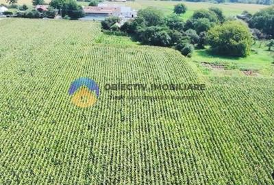 TEREN intravilan  9.126 mp - comuna STEFAN cel MARE - 5