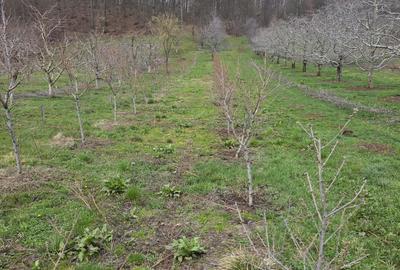 Spațiu comercial, în Voinești - 3