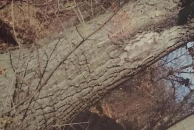 Teren forestier fag stejar - 3