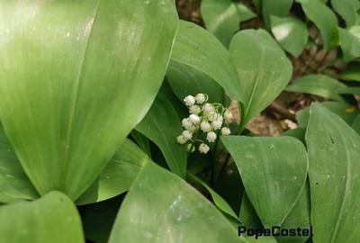 Teren Construcții intravilan de 1000 mp, în Central - 5