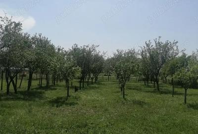 Casă cu 2 camere cu Teren 1700 Mp în Husasău de Tinca - 6