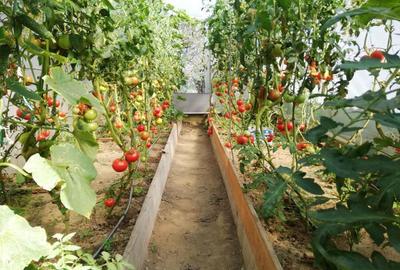 Casă cu 5 camere în Malu cu Flori - 2