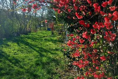 Casă cu 1 camere cu Teren 1100 Mp în Viișoara - 2