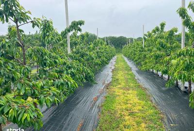 Spațiu comercial, în Bălteni - 7