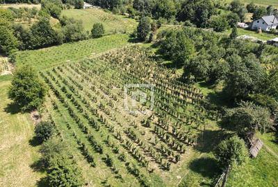 Casa la tara cu 30 ari Rasca - 4