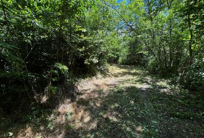Teren intravilan de 6857 mp, în Bujoreni - 2
