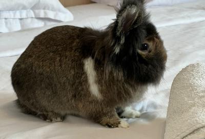 Apartament cu 2 camere decomandat, mobilat în Drumul Taberei - 2