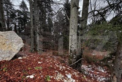 Teren unic, exclusivist 4000 mp, in inima muntilor, Sinaia - 17