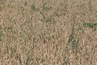 Teren intravilan, 10000mp, zona Maneuti, Radauti - 5