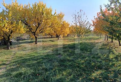 Teren de 6360 mp, în Măgurele