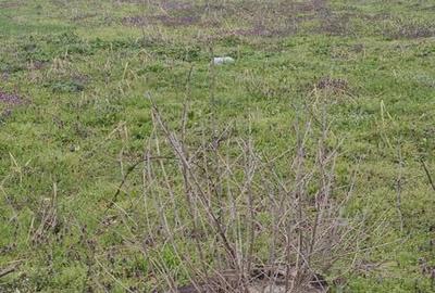 Teren de 1600 mp, în Daia - 3