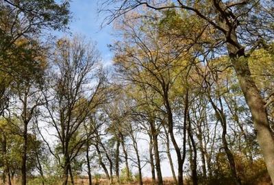 Teren de 1128 mp, în Valu lui Traian - 3