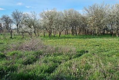 Casa cu teren 14,40 ari in Corod-Culciu jud Satu Mare - 3