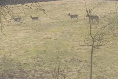 Casă cu Teren 11196 Mp în Central - 9