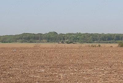 Teren de 4850 mp, în Dobreni - 9