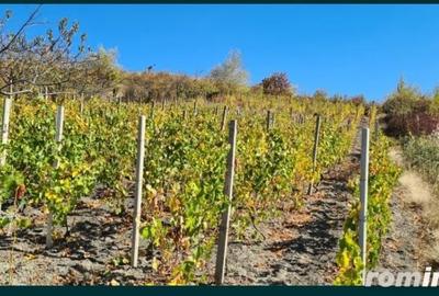 Teren de 1700 mp, în Vispești - 2