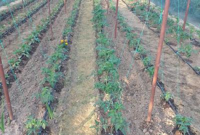 Casă cu 3 camere cu Teren 2200 Mp în Central - 6