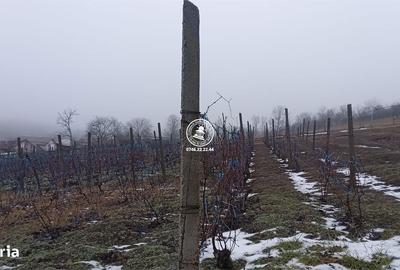 Spațiu comercial, în Breazu - 3