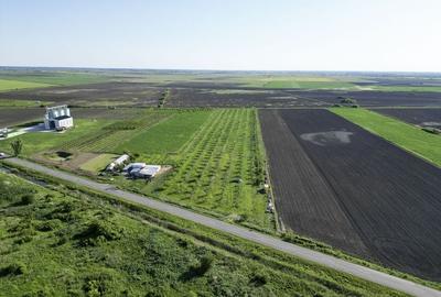 Livadă de nuci și pruni 2.4ha în Variașu Mare - 3