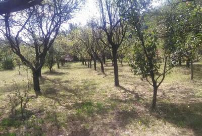 Teren de 5400 mp, în Berevoești - 2