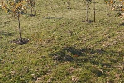 Teren agricol extravilan de 1000 mp, în Florești - 3