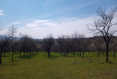 Teren de 17264 mp, în Pietroasa - 7