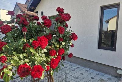 Vand casa Pantelimon Ilfov - 5