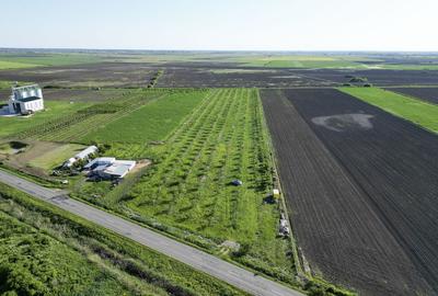 Livada de nuci ?i pruni 2.4ha in Varia?ul Mare Livada de nuci ?i pruni 2.4ha in Varia?ul Mare - 13