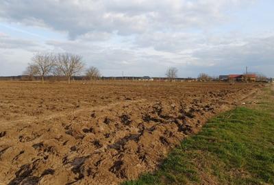 Teren agricol intravilan de 5093 mp, în Moara Vlăsiei - 1