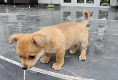 Casă cu 4 camere în Ciritei - 2