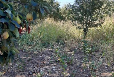 Spațiu comercial, în Cămineasca - 3