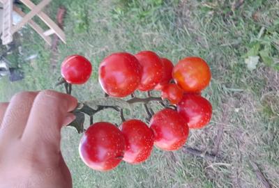 Spațiu comercial, în Cristian - 1