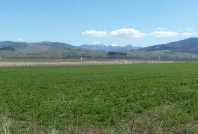 Teren agricol intravilan de 11540 mp, în Tărlungeni - 3