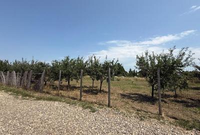 VALEA URSULUI, TEREN INTRAVILAN DE VANZARE,  LA MARGINE DE PADURE - 8