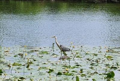 Casă individuală cu 4 camere cu Canalizare în Central - 1