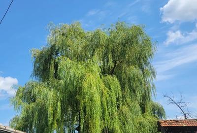 Casă cu 3 camere în Oneaga - 3