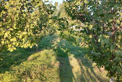 Casă cu 5 camere cu Teren 1100 Mp în Umbrărești - 6