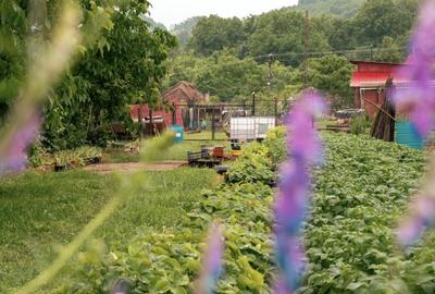 Teren agricol intravilan de 7603 mp, în Delenii - 11