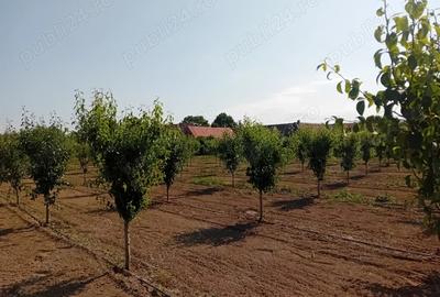 Proprietar vand sau schimb livada - 3