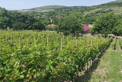 Casă cu Teren 5060 Mp în Vispești - 1