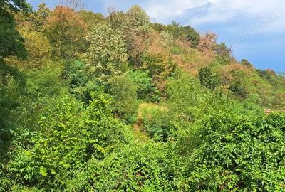 Casă cu 4 camere în Odvoș - 10