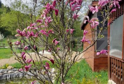 Cabana de lemn, 7 camere - afacere la cheie - Brasov - 3